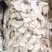 野生黑虎掌菌人工黑虎掌干片10斤以上包邮
