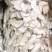 野生黑虎掌菌人工黑虎掌干片10斤以上包邮