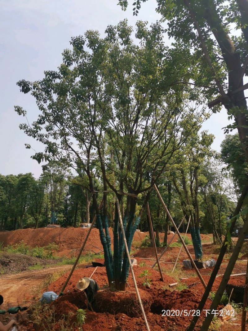 60-120公分丛生多杆容器香樟假植袋苗自家苗圃基地