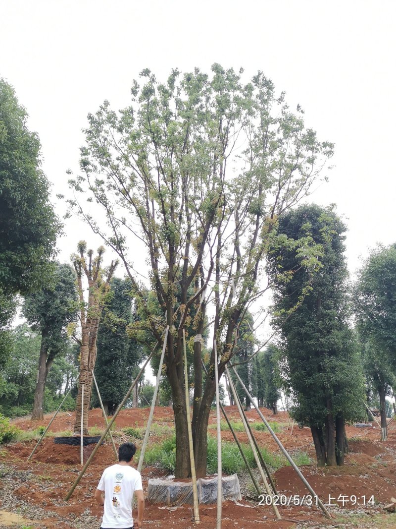 60-120公分丛生多杆容器香樟假植袋苗自家苗圃基地