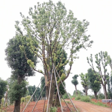 60-120公分丛生多杆容器香樟假植袋苗自家苗圃基地