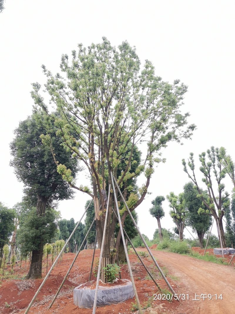 60-120公分丛生多杆容器香樟假植袋苗自家苗圃基地