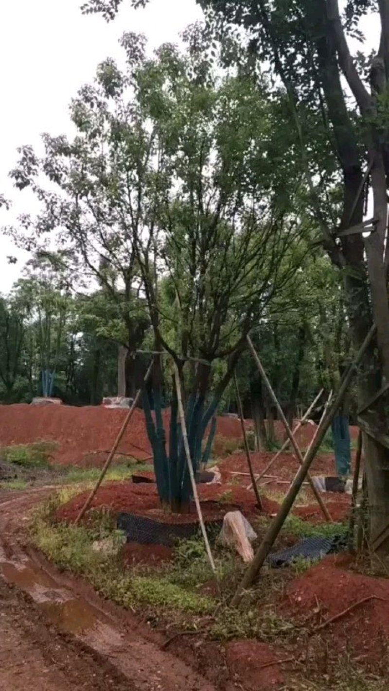 60-120公丛生香樟多杆香樟多头香樟自家苗圃基地直供