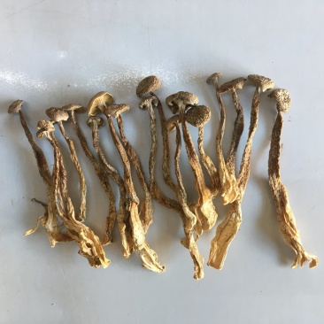 鹿茸菇