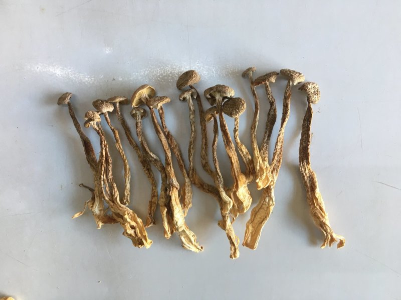 鹿茸菇