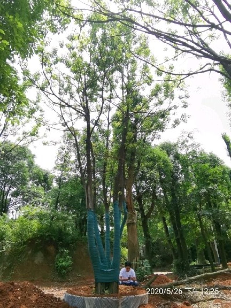 60-120公丛生香樟多杆香樟多头香樟自家苗圃基地直供