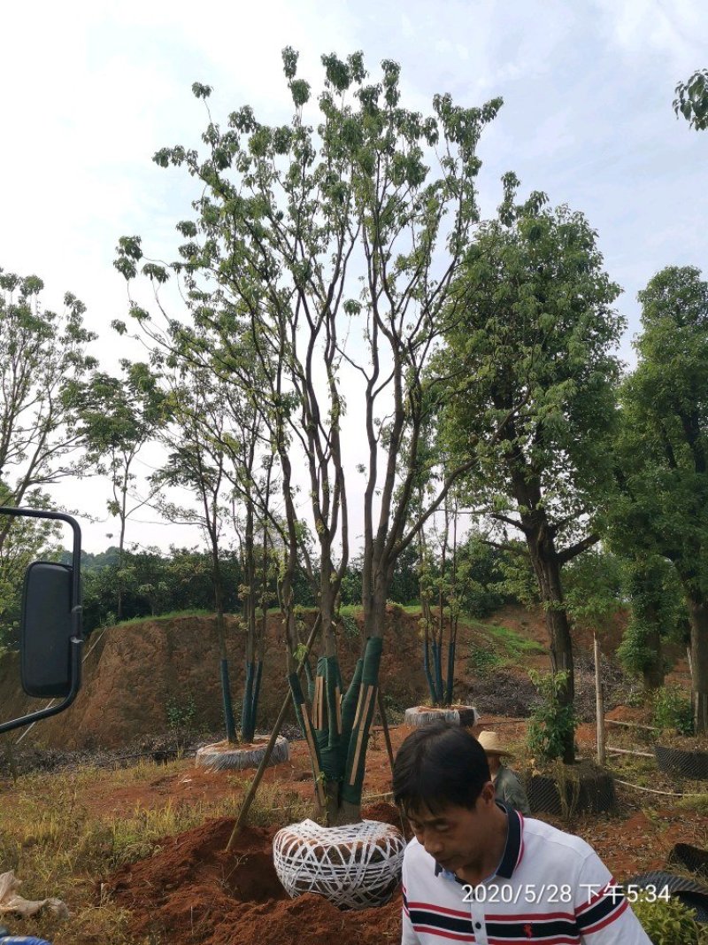 70-80公分丛生多杆全冠香樟容器袋苗自家苗圃基地直供