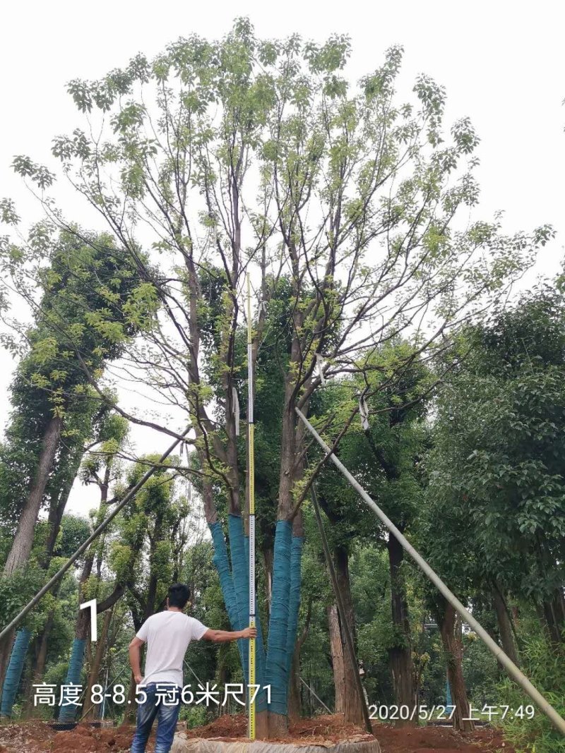 70-80公分丛生多杆全冠香樟容器袋苗自家苗圃基地直供