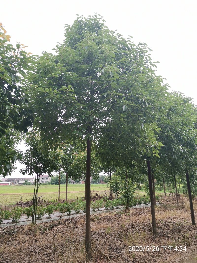 10全冠移植香樟黑土田苗自家苗圃基地直供