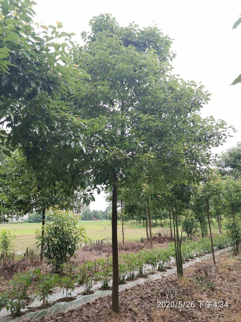 10全冠移植香樟黑土田苗自家苗圃基地直供
