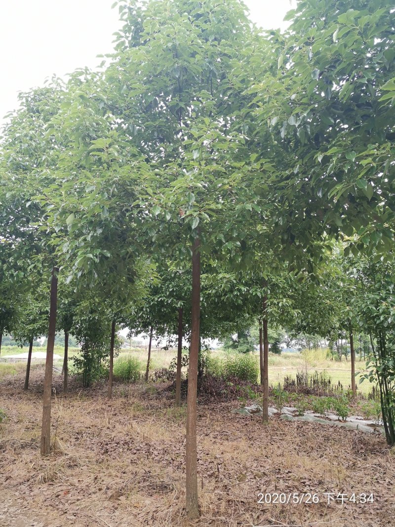 10全冠移植香樟黑土田苗自家苗圃基地直供