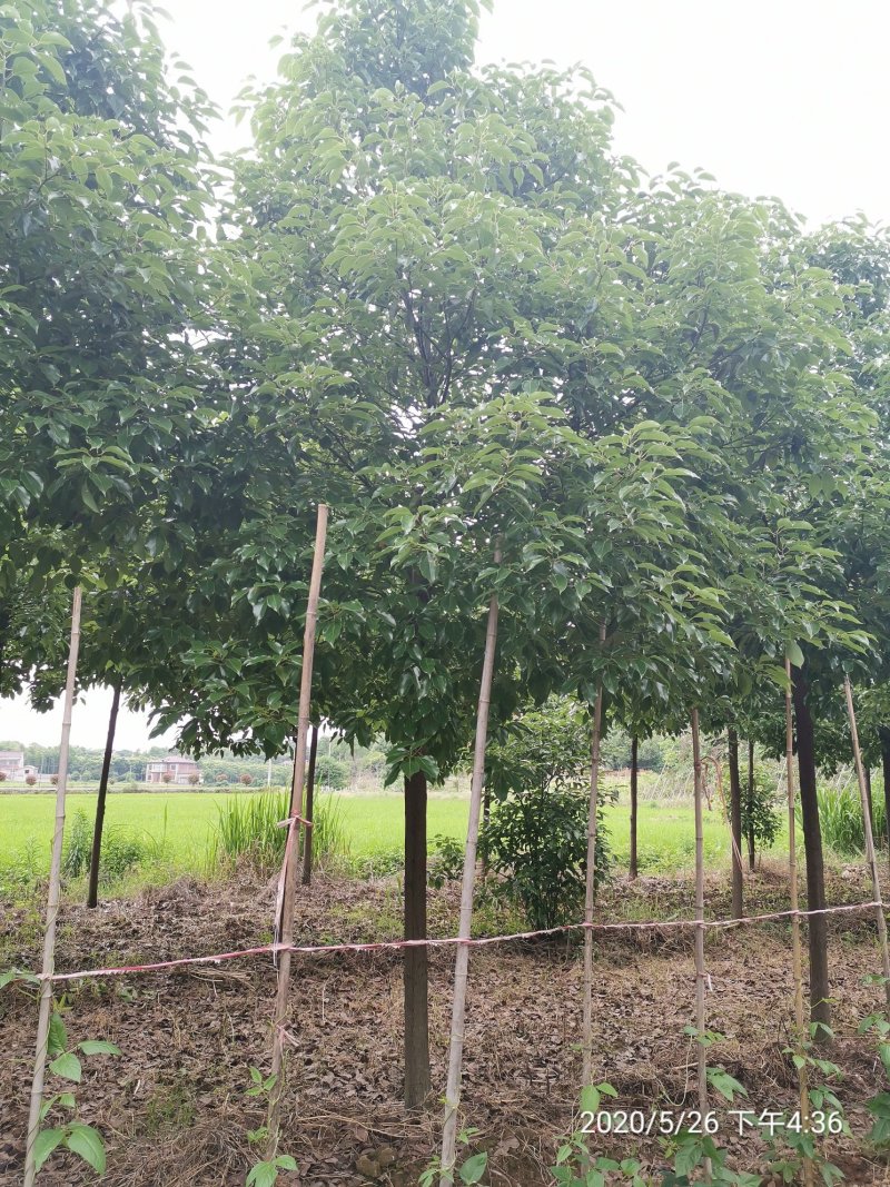 10全冠移植香樟黑土田苗自家苗圃基地直供