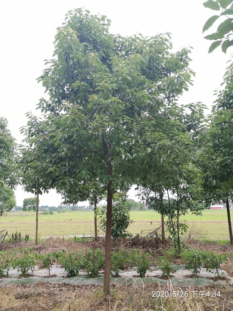 10全冠移植香樟黑土田苗自家苗圃基地直供
