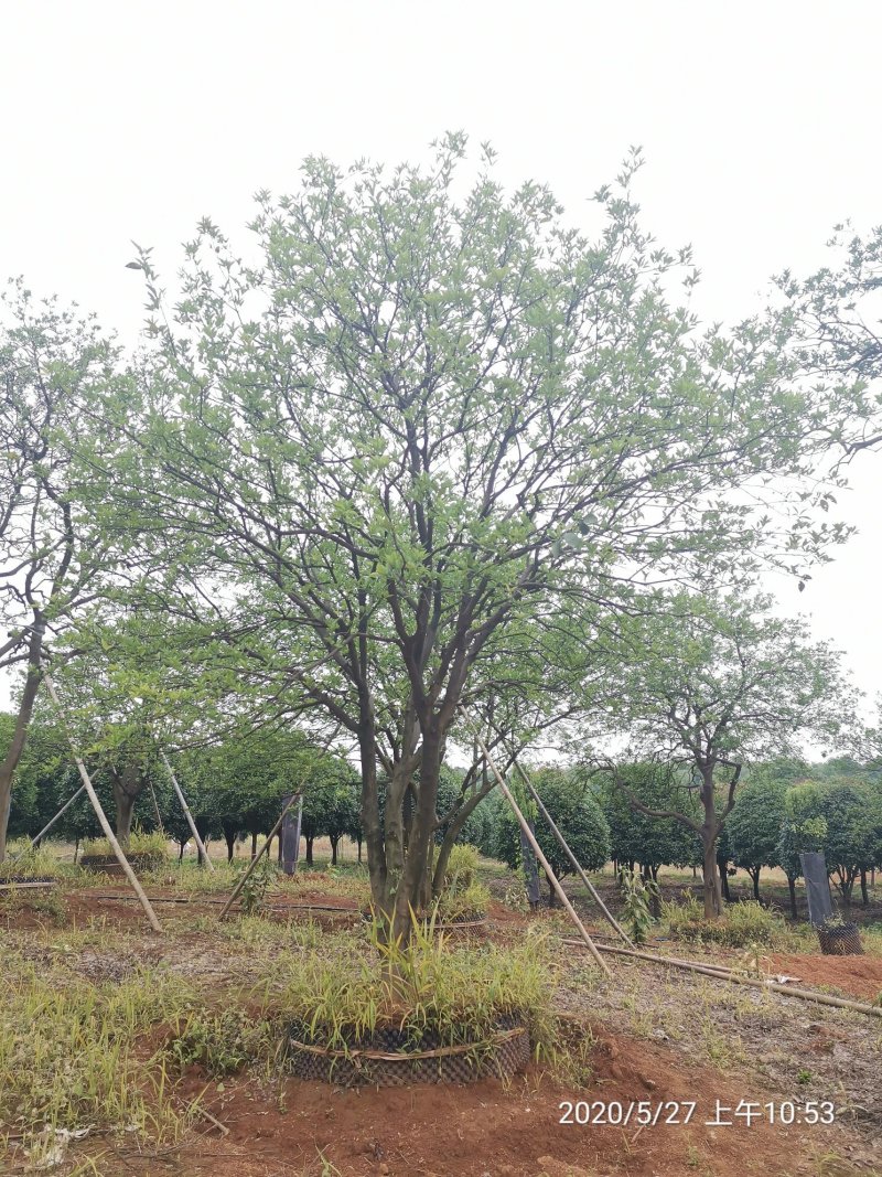 丛生香泡丛生香橼自家苗圃基地移植原生袋苗均有