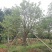 丛生香泡丛生香橼自家苗圃基地移植原生袋苗均有