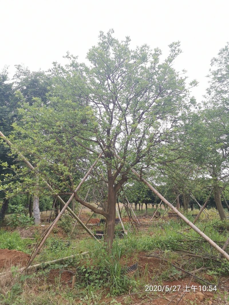 丛生香泡丛生香橼自家苗圃基地移植原生袋苗均有