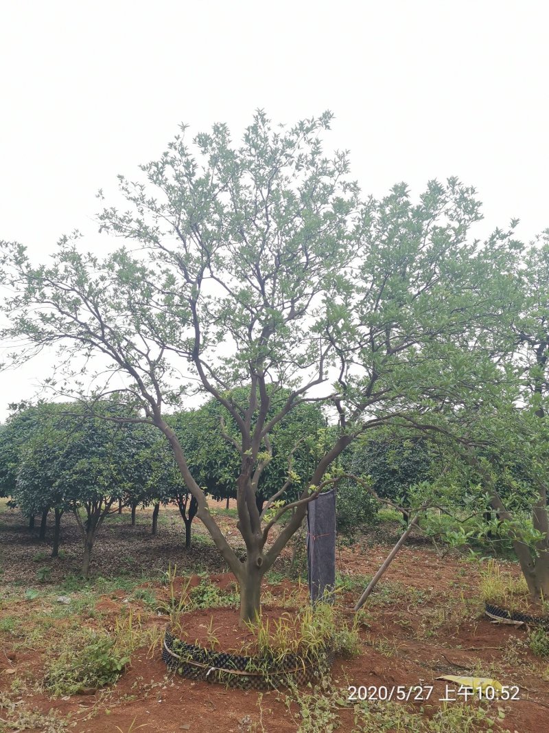 丛生香泡丛生香橼自家苗圃基地移植原生袋苗均有