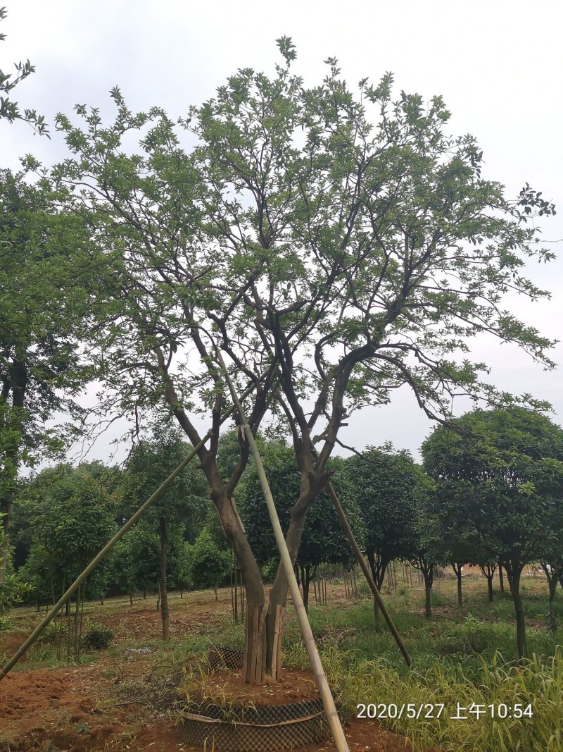 丛生香泡丛生香橼自家苗圃基地移植原生袋苗均有