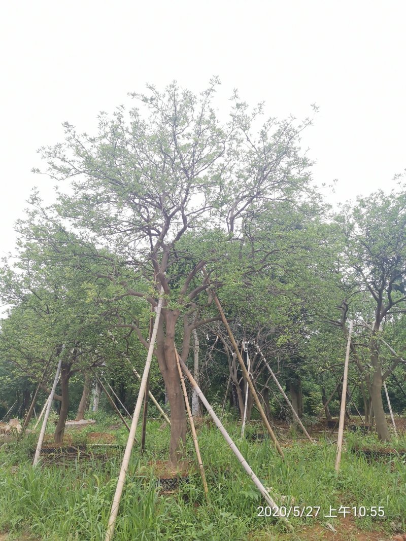 丛生香泡丛生香橼自家苗圃基地移植原生袋苗均有