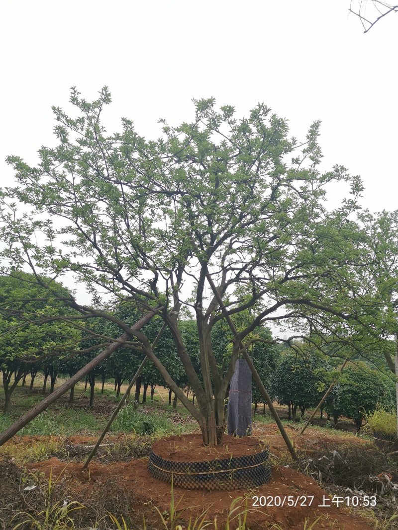 丛生香泡丛生香橼自家苗圃基地移植原生袋苗均有