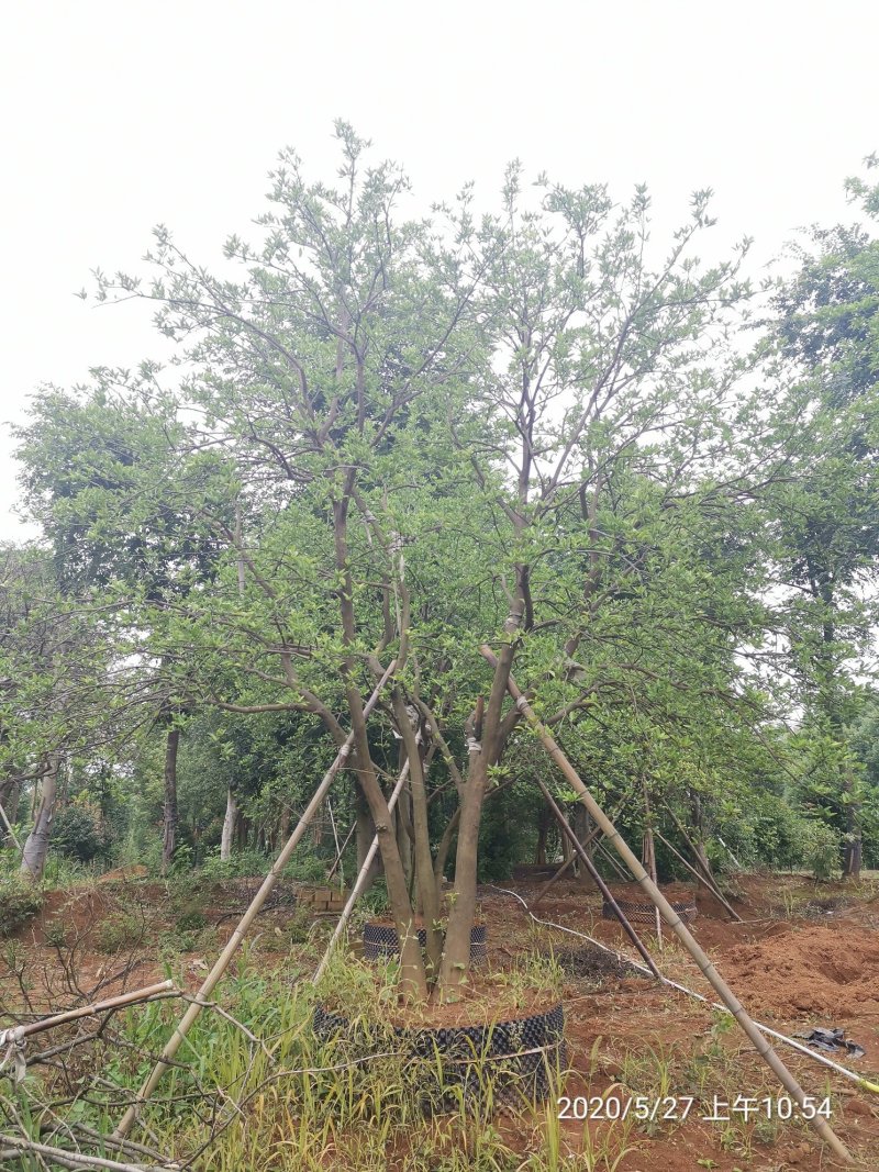 丛生香泡丛生香橼自家苗圃基地移植原生袋苗均有