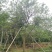 丛生香泡丛生香橼自家苗圃基地移植原生袋苗均有