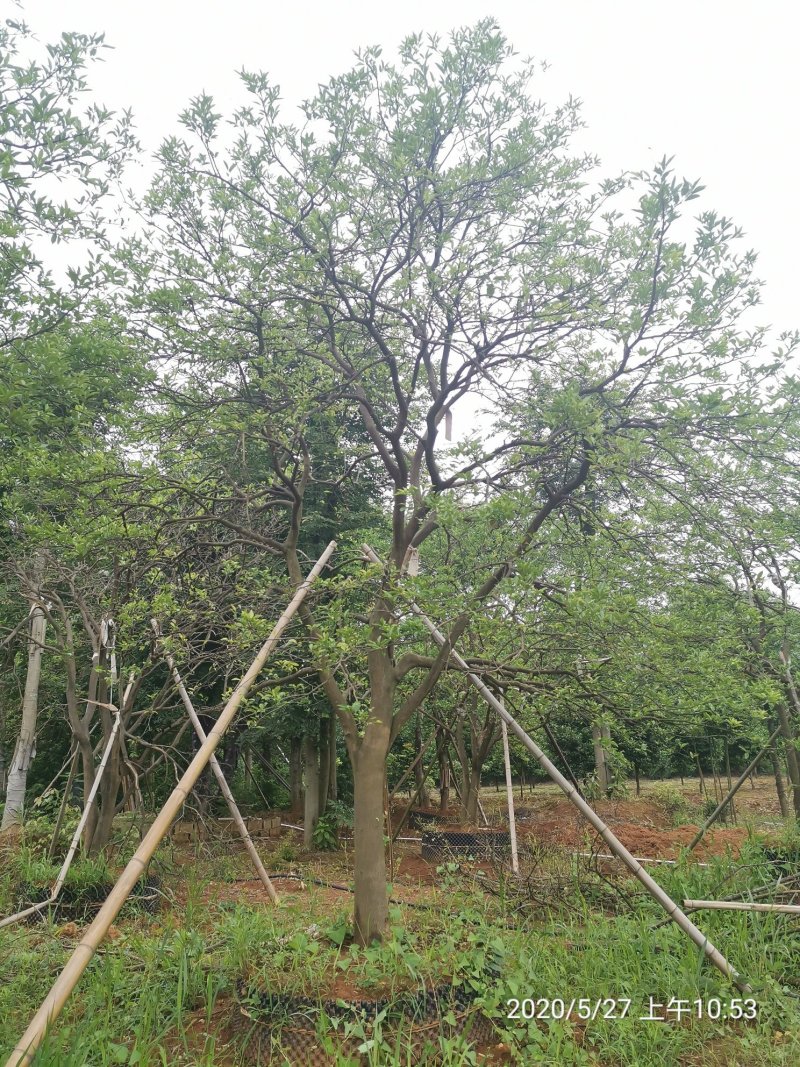 丛生香泡丛生香橼自家苗圃基地移植原生袋苗均有