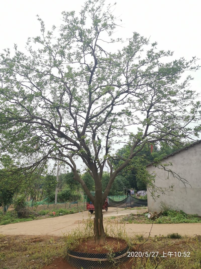 丛生香泡丛生香橼自家苗圃基地移植原生袋苗均有