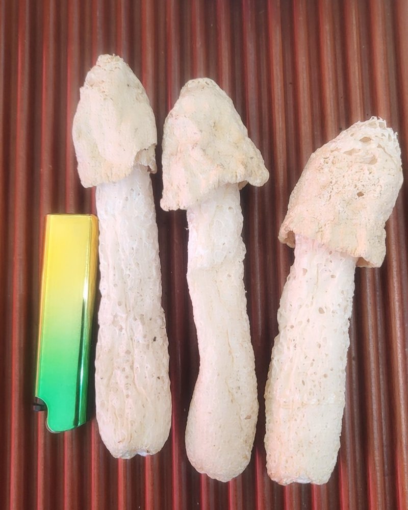 精品竹荪，红托竹荪，福建竹荪，一件代发，欢迎代理