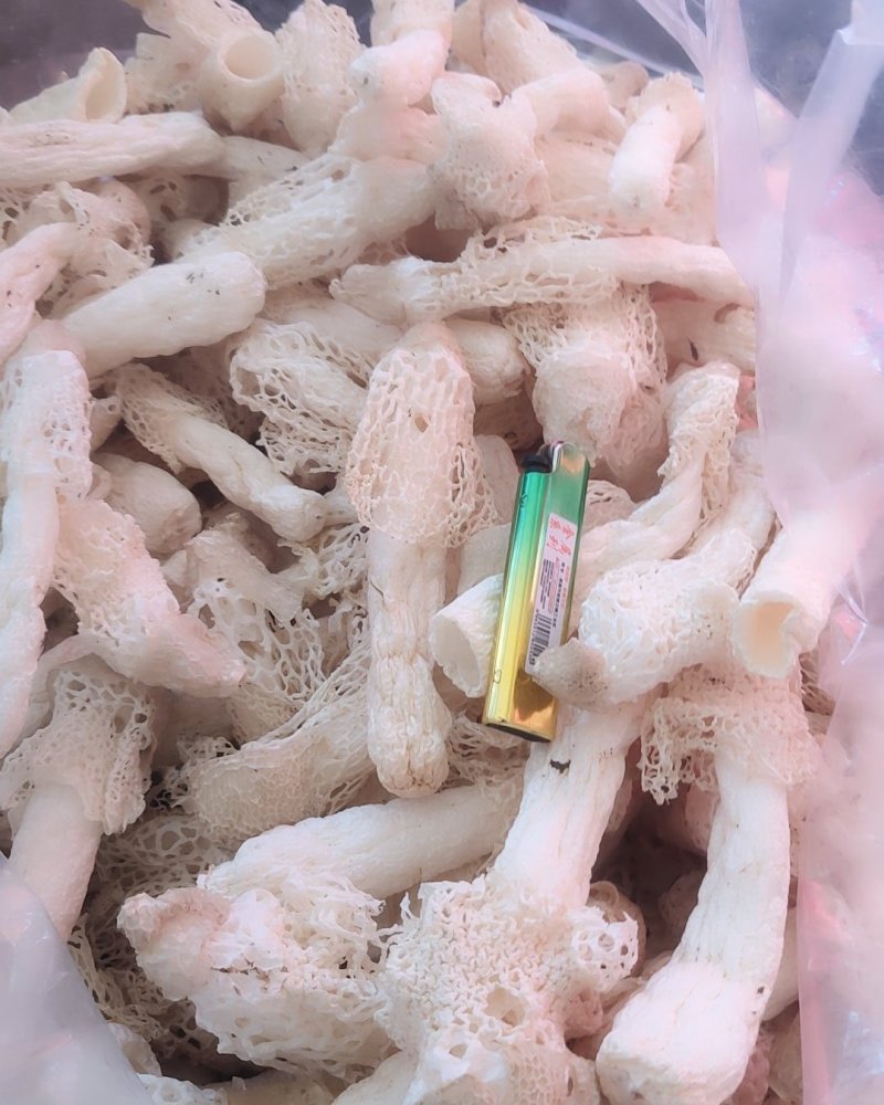 精品竹荪，红托竹荪，福建竹荪，一件代发，欢迎代理
