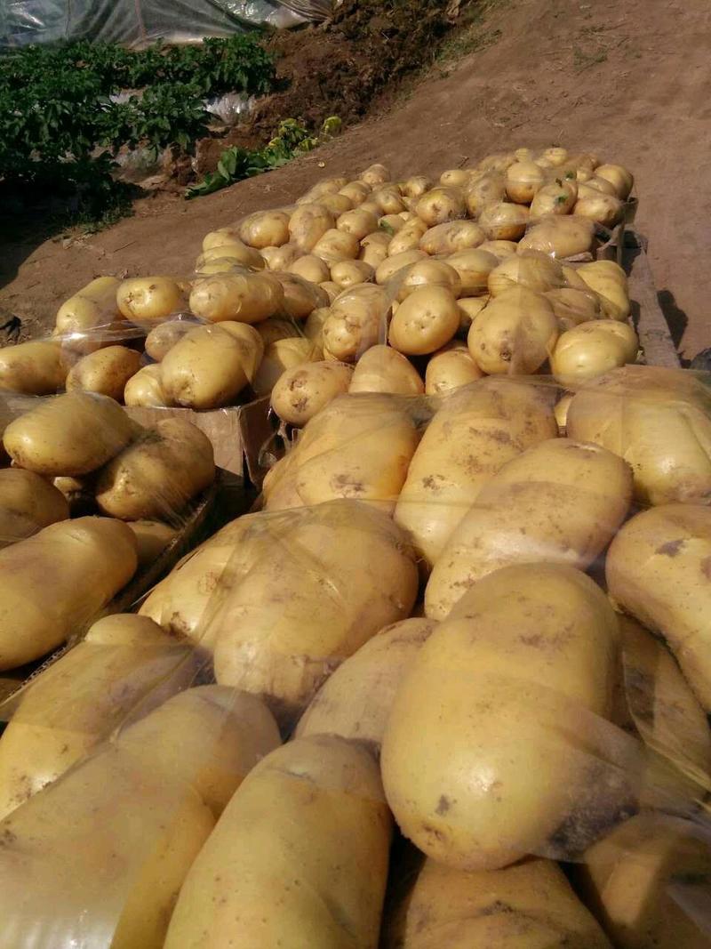 新鲜露天荷兰15土豆！产地直供，货源充足，可调车发各地!