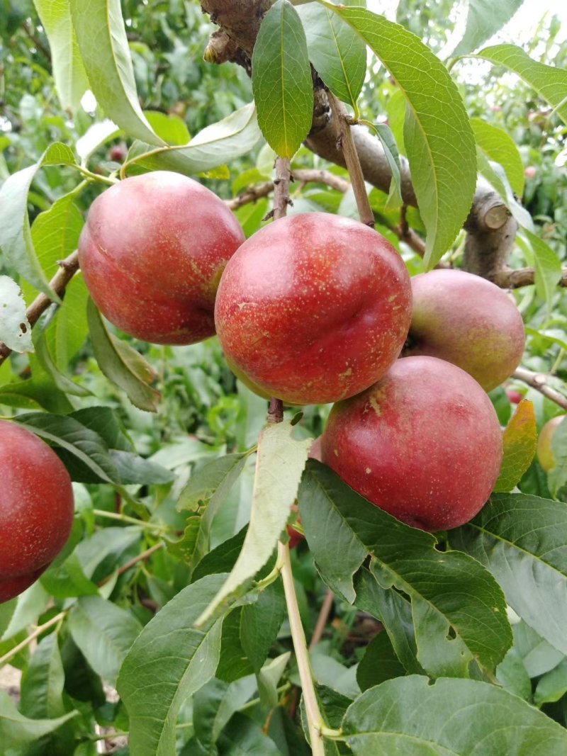 油桃油杏大量上市欢迎老板们来购