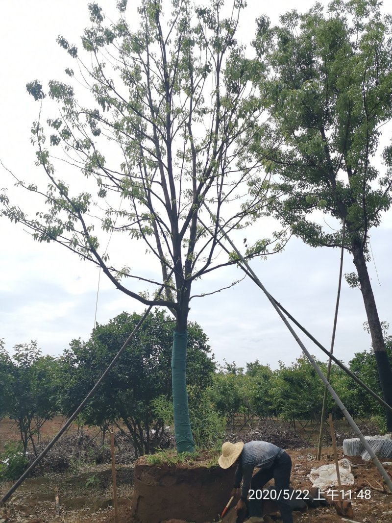 20-40容器全冠香樟假植袋苗湖南益阳绿青苗木苗圃直供