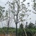 20-40容器全冠香樟假植袋苗湖南益阳绿青苗木苗圃直供