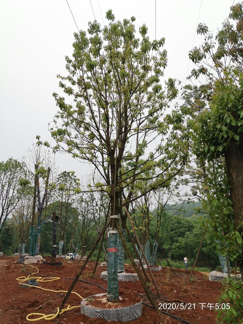20-40容器全冠香樟假植袋苗湖南益阳绿青苗木苗圃直供