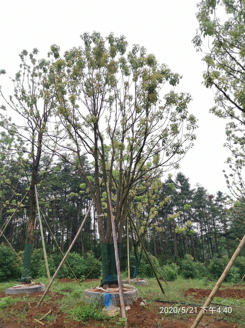 20-40容器全冠香樟假植袋苗湖南益阳绿青苗木苗圃直供