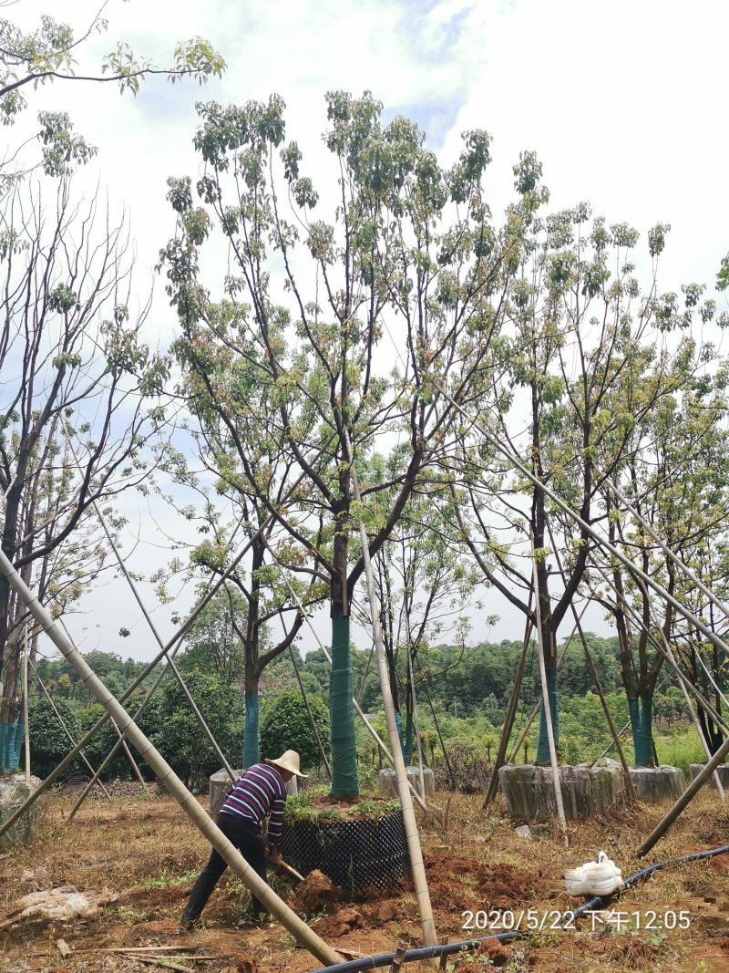 20-40容器全冠香樟假植袋苗湖南益阳绿青苗木苗圃直供