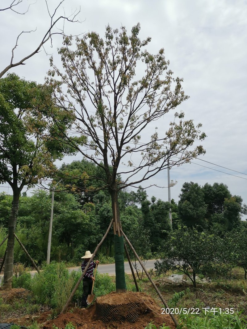 20-40容器全冠香樟假植袋苗湖南益阳绿青苗木苗圃直供