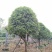 1520容器假植桂花袋苗自家苗圃基地直供