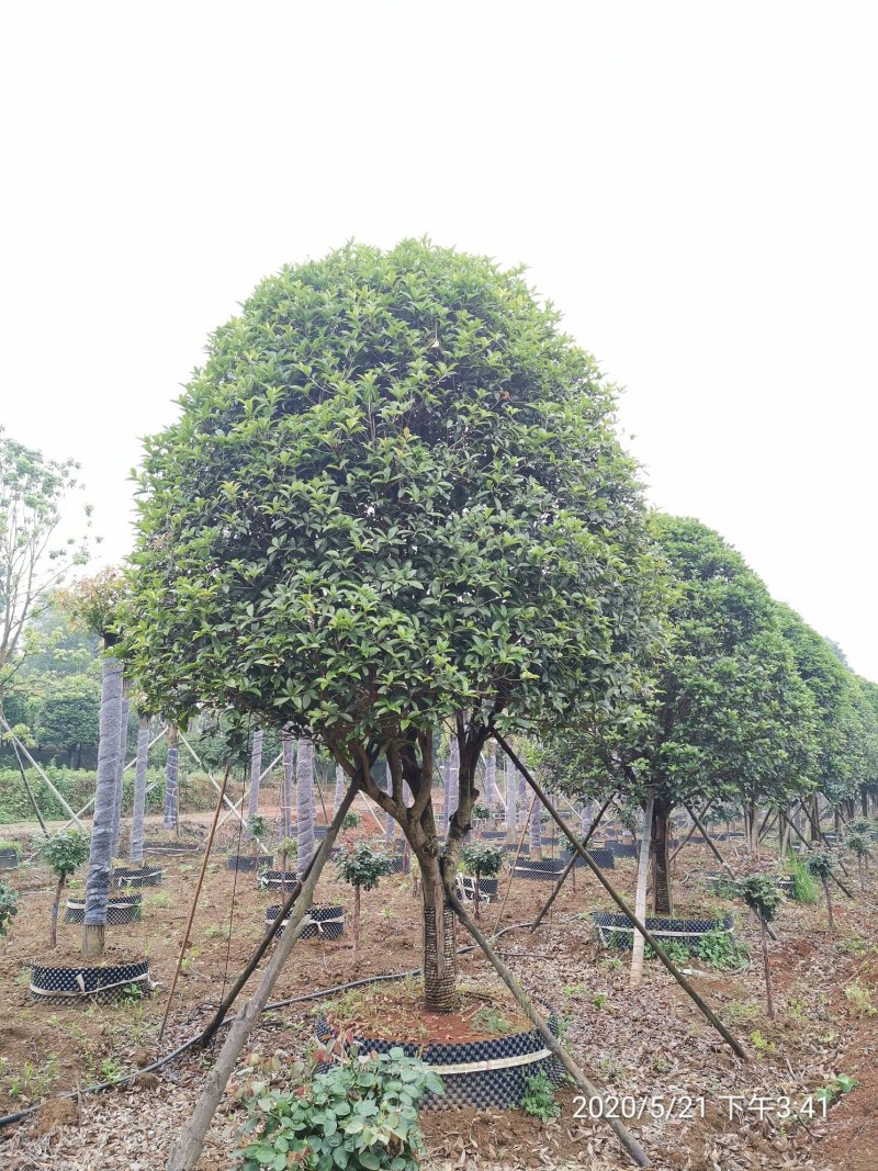 1520容器假植桂花袋苗自家苗圃基地直供
