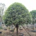 1520容器假植桂花袋苗自家苗圃基地直供