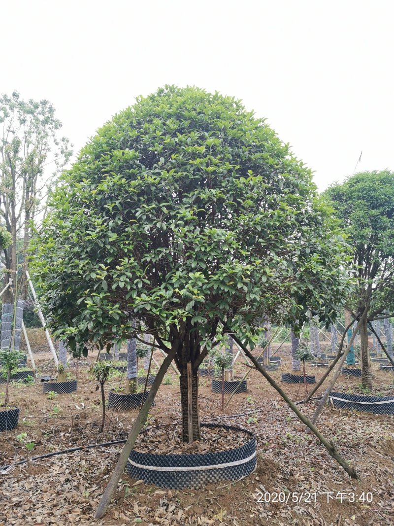 1520容器假植桂花袋苗自家苗圃基地直供
