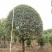 1520容器假植桂花袋苗自家苗圃基地直供