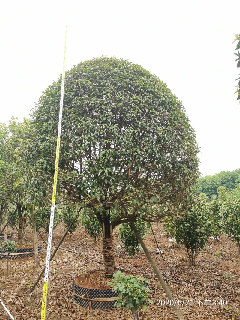 1520容器假植桂花袋苗自家苗圃基地直供