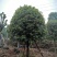1520容器假植桂花袋苗自家苗圃基地直供