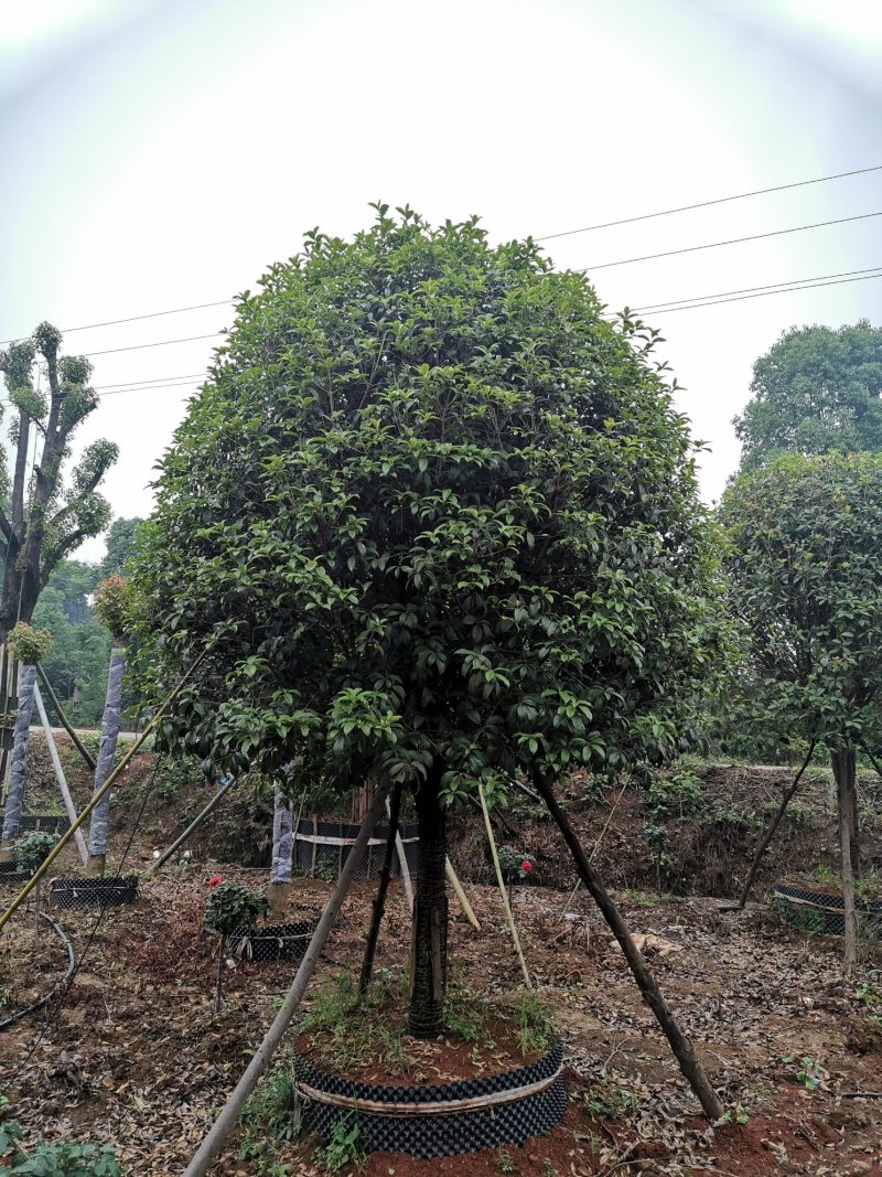 1520容器假植桂花袋苗自家苗圃基地直供
