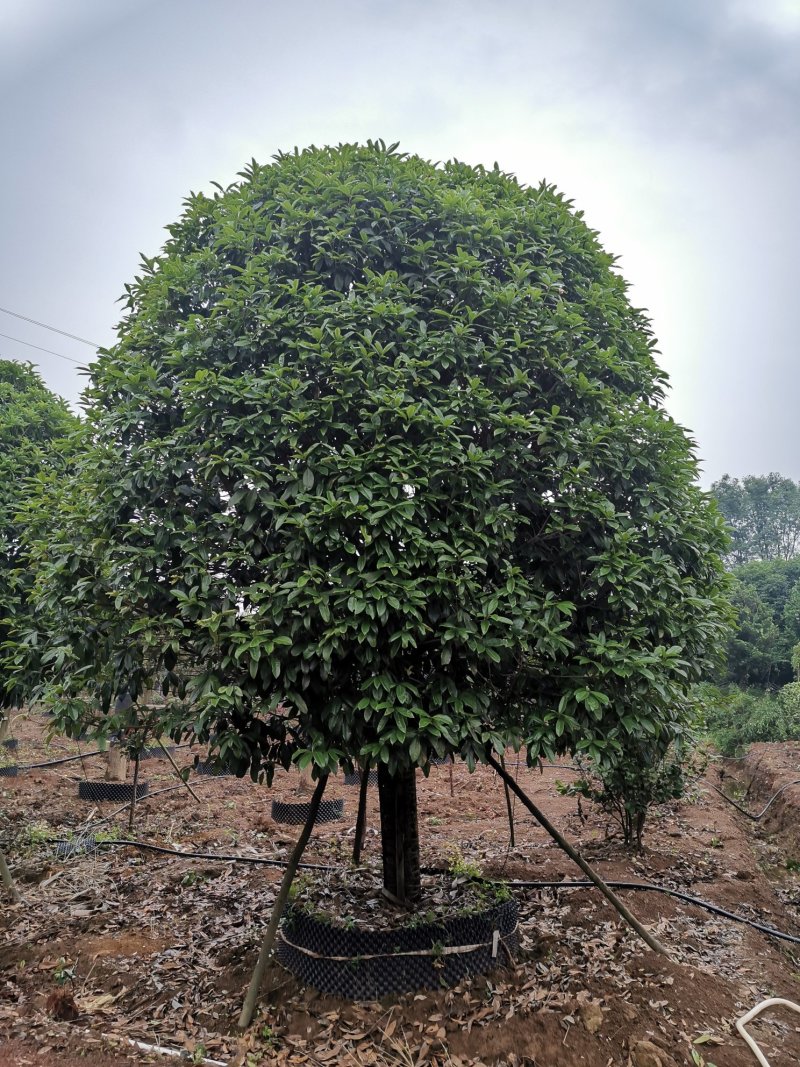 1520容器假植桂花袋苗自家苗圃基地直供