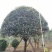 1520容器假植桂花袋苗自家苗圃基地直供