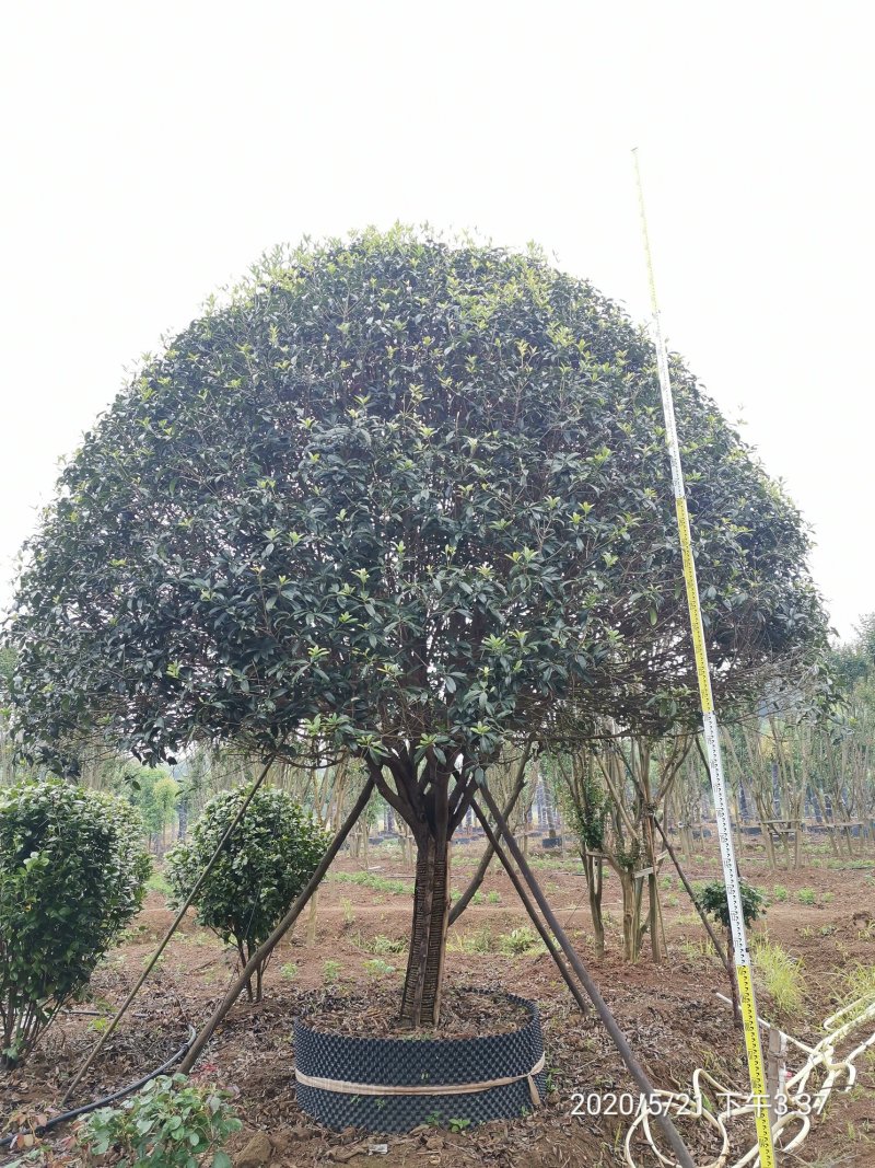 1520容器假植桂花袋苗自家苗圃基地直供
