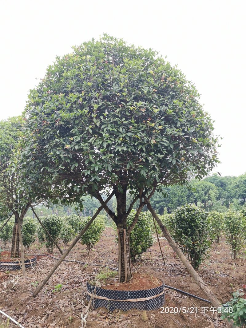1520容器假植桂花袋苗自家苗圃基地直供